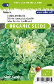 Endive Batavian, broad leaved Nuance