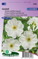 Petunia Snowball, pure white