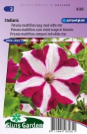 Petunia Stellaris, red white star