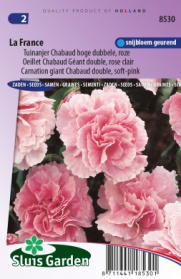 Carnation giant Chabaud double La France, soft-pink