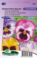 Pansy, Aalsmeer Giants, King size