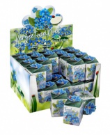 Greengift, Forget-me-not 40 pcs in showbox