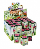 Greengift, Cosmea 40 pcs in showbox