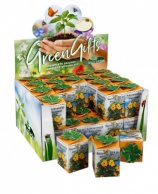 Greengift, Black-eyed Susan 40 pcs in showbox