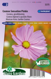 Mexican Aster, Garden Cosmos Sensation Pinkie