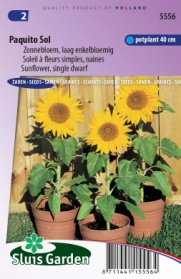 Sunflower dwarf single Paquito Sol