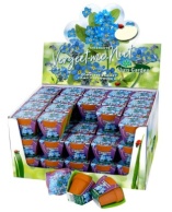Terra Cotta Showbox Forget-me-not 60x