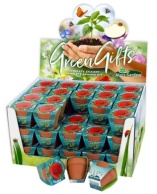 Terra Cotta Showbox Red corn Poppy 60x