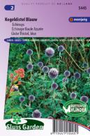 Globe Thistle, Blue