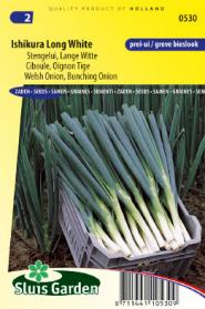 Onion bunching / welsh, Ishikura Long White