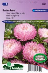 China aster Garden Jewel Rose