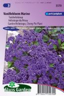 Garden Heliotrope, Cherry Pie Plant Marine