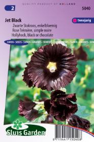 Hollyhock Nigra Jet Black