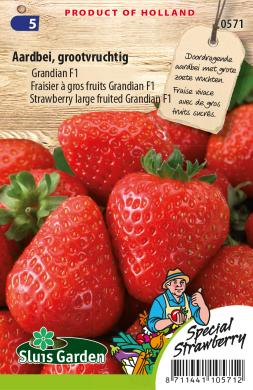 Strawberry large fruited Grandian F1