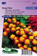 Marigold, French dwarf double Orange Flame