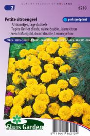 Marigold, French dwarf double Petite (Lemon Yellow)