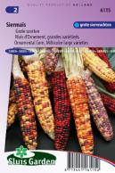 Ornamental Corn, Multicolor large varieties